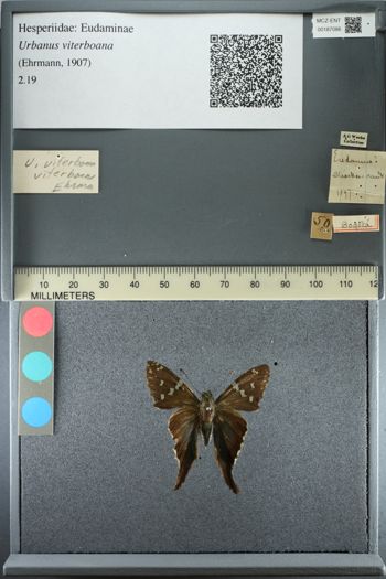 Media type: image;   Entomology 187086